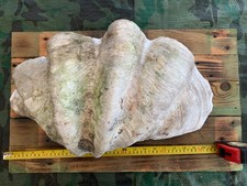 Antique Giant Half Clam Shell