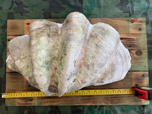 Antique giant half clam - giant,