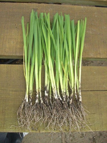 Bare rooted musselburgh - bare,