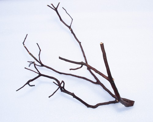 Manzanita thin wood branch - branch, for