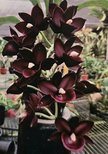 Catasetum monnierara jumbo - monnierara,