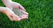 Grass Seed Fast Growing Lawn |