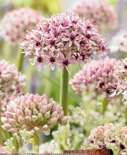 Allium bulbs silver spring - bulbs, spring'