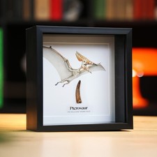 Pterodactyl Tooth &