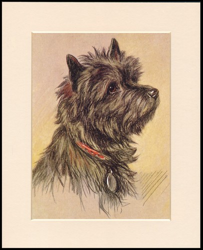 Cairn terrier dog - terrier, print