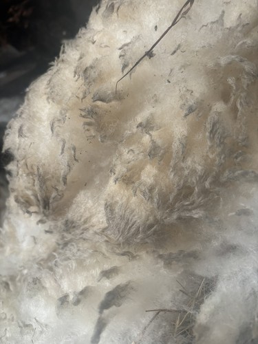 Raw sheep wool - raw, x