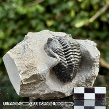 Hollardops mesocristata A