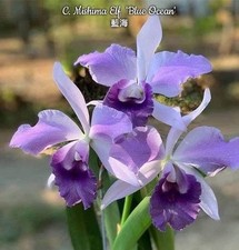 Cattleya Mishima Elf 'Blue