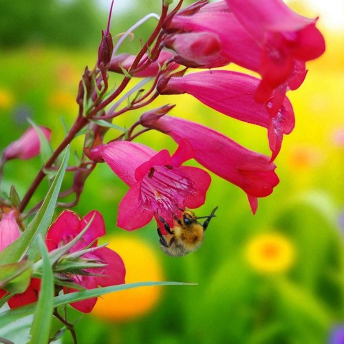 Penstemon firdbird plant - firdbird,