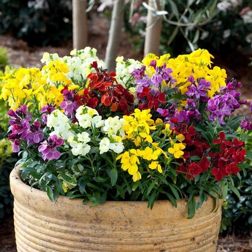 Wallflower sugar rush - wallflower, rush'