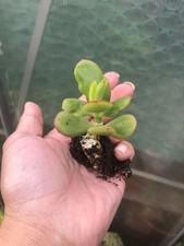 1x Baby Jade Plant, Money Tree, Crassula Ovata Succulent