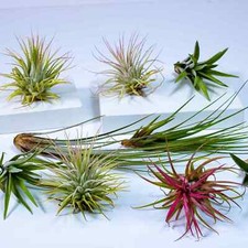 Air Plants Mix (5 pack) Tillandsia Airplants for Terrariums and Home Decor Real