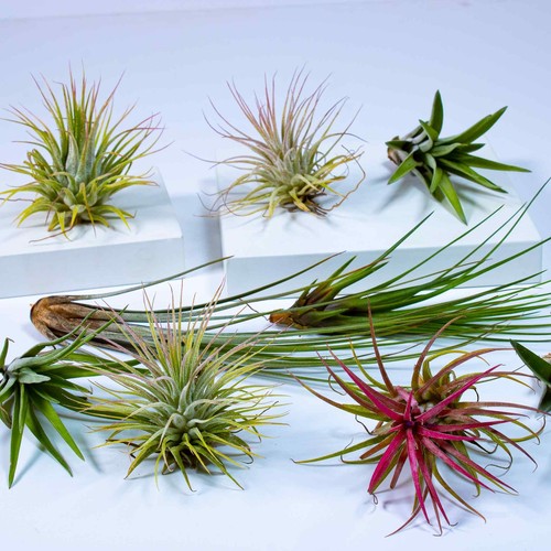 Air plants mix - air,