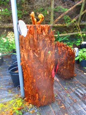 28inch trunk dicksonia - 28inch,