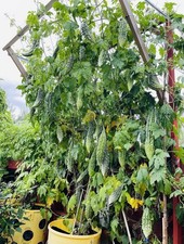 10 Seeds - UK Grown, Long Korola, Bitter Gourd, Freshly Seeds Collected In 2025.