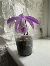 Pleione formosana 3rd season