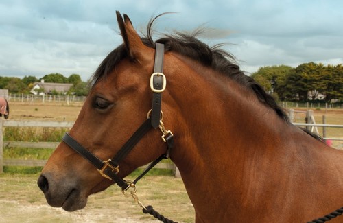Windsor leather headcollar - windsor,