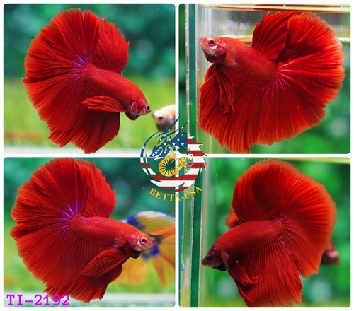 2192 live betta fish high - -,