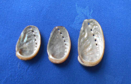 Very small natural abalone - natural,