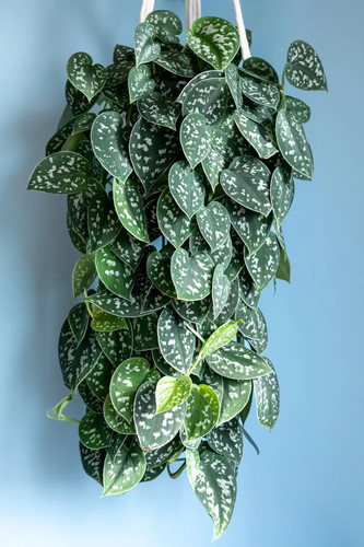 Scindapsus pictus argyraeus - pictus, 'argyraeus'