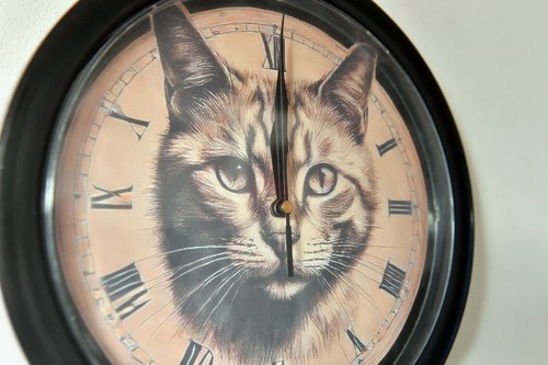 Cat kitten lovers wall - cat,