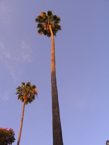 Washingtonia robusta seeds - washingtonia,