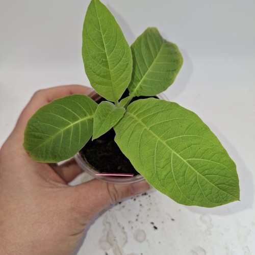 Brugmansia pink plant angel - brugmansia,