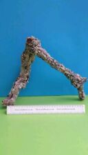 CORK BARK BRANCH 37CM LEOPARD