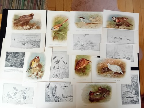 Vintage bird book plates - book,
