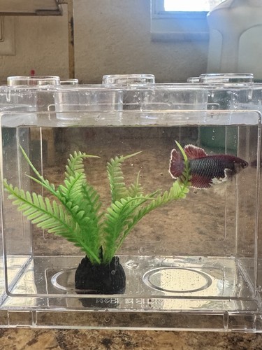 Live fish asorter betta - fish,