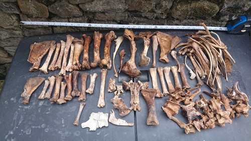 Real sheep bones - sheep, taxidermy