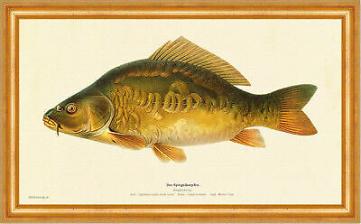 Mirror carp cyprinus - mirror,
