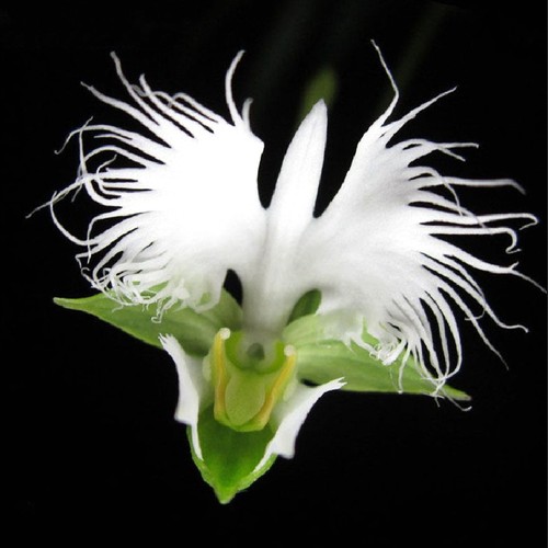 100 white egret - 100, seeds