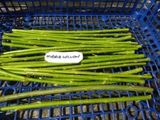 20 x 25cm Fresh Living Green Hybrid Willow Cuttings Salix Viminalis Unrooted