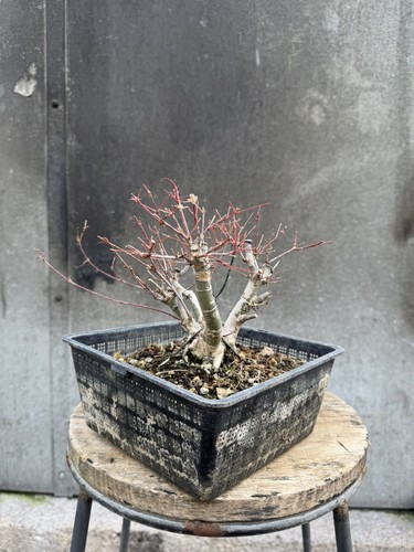 Kabudachi japanese acer - japanese,