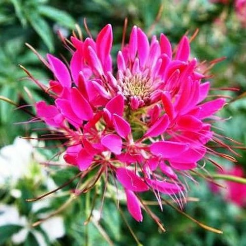 Cleome cherry queen - cherry, spider