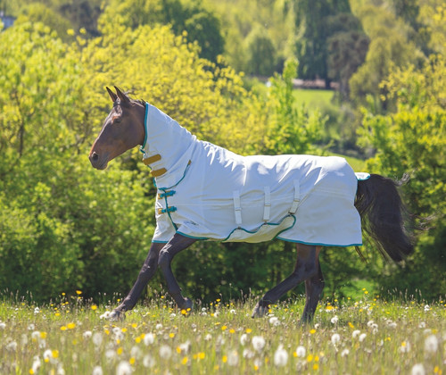 Shires tempest plus - tempest, itch