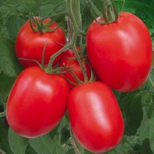 Tomato Rio Grande 25 Seeds Plum Early Sweet