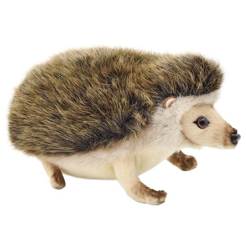 Hansa african pygmy - hansa,