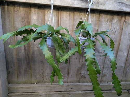 Disocactus - (, epiphyllum)