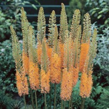 Pack of 3 Eremurus Cleopatra - Flowering Bare Root Perennial Plants