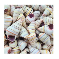 Haitian Tree Snail Spiral Shell Rainbow Shells Candy Striped Hermit Crab Shells