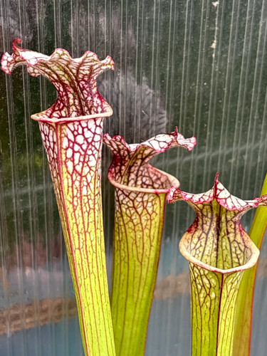 Sarracenia obh26 black sheer - sarracenia, x