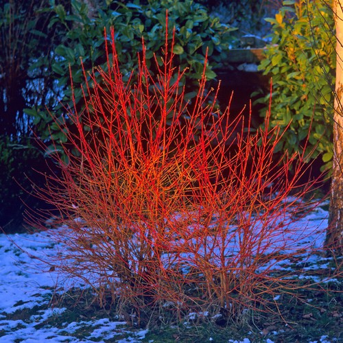 Dogwood shrub midwinter fire - dogwood,