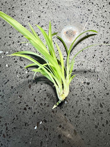 Live plant spider - live,