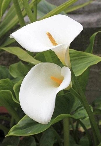Imported veriety calla - imported,