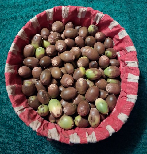Fresh oak acorns - oak, for