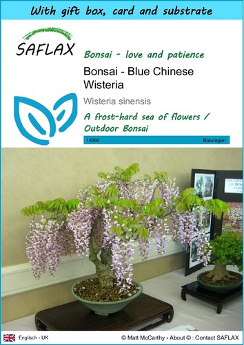 Saflax gift set bonsai - set,
