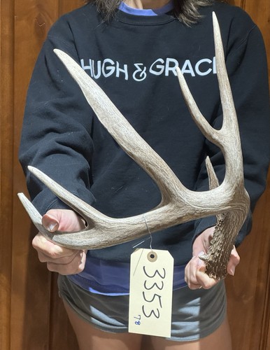 Big wild whitetail deer - big,