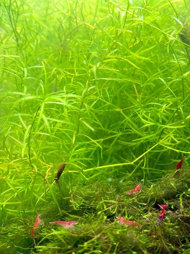 Guppy grass live aquarium - grass,